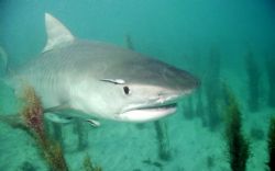 Tiger Time!
This shark is all of 9 to 10 feet in length.... by Eric Cullen 